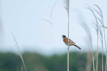 Meadow Bunting Tonegawa Kojurin Park Tue, 6/20/2023