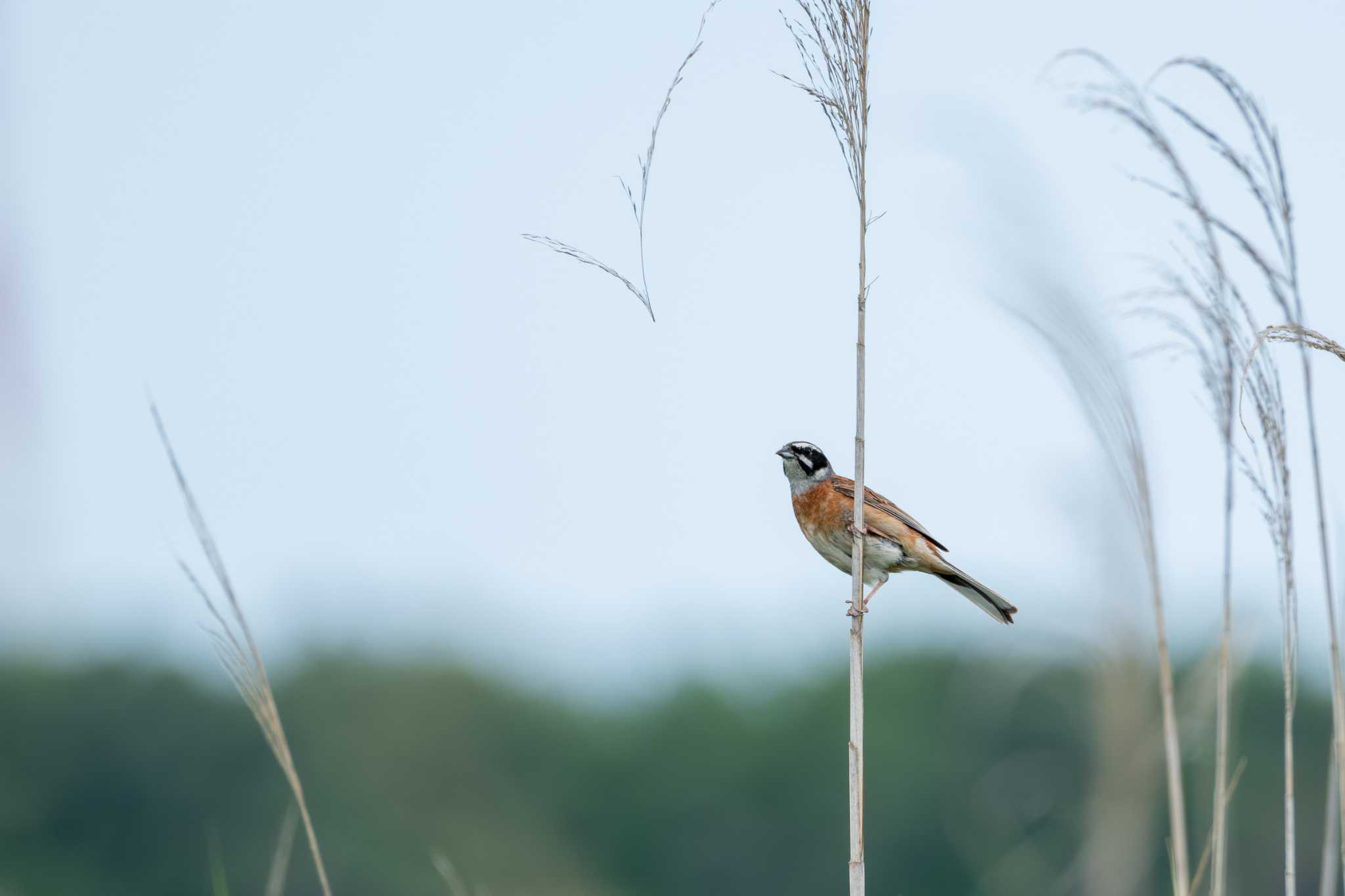 Meadow Bunting