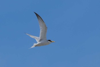 2023年6月20日(火) 波崎海水浴場(茨城県神栖)の野鳥観察記録