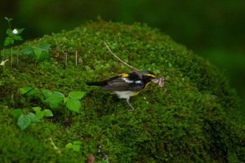 Narcissus Flycatcher Unknown Spots Wed, 6/21/2023