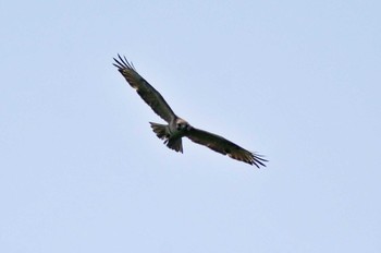 Eastern Buzzard 御所湖 Sun, 6/18/2023