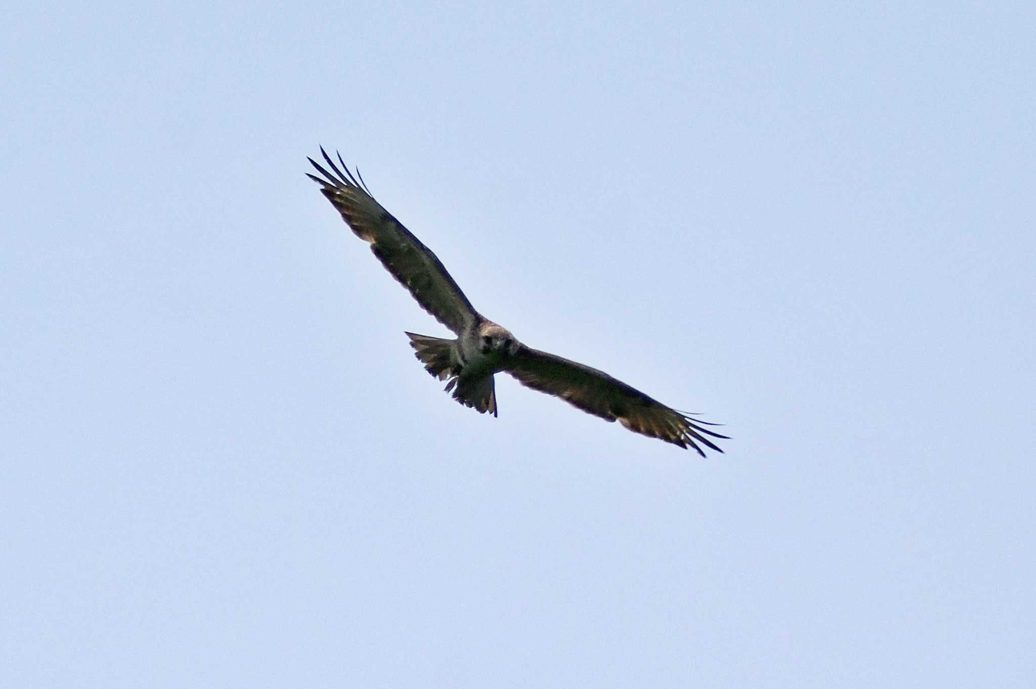 Photo of Eastern Buzzard at 御所湖 by 藤原奏冥