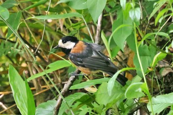 Varied Tit 御所湖 Sun, 6/18/2023