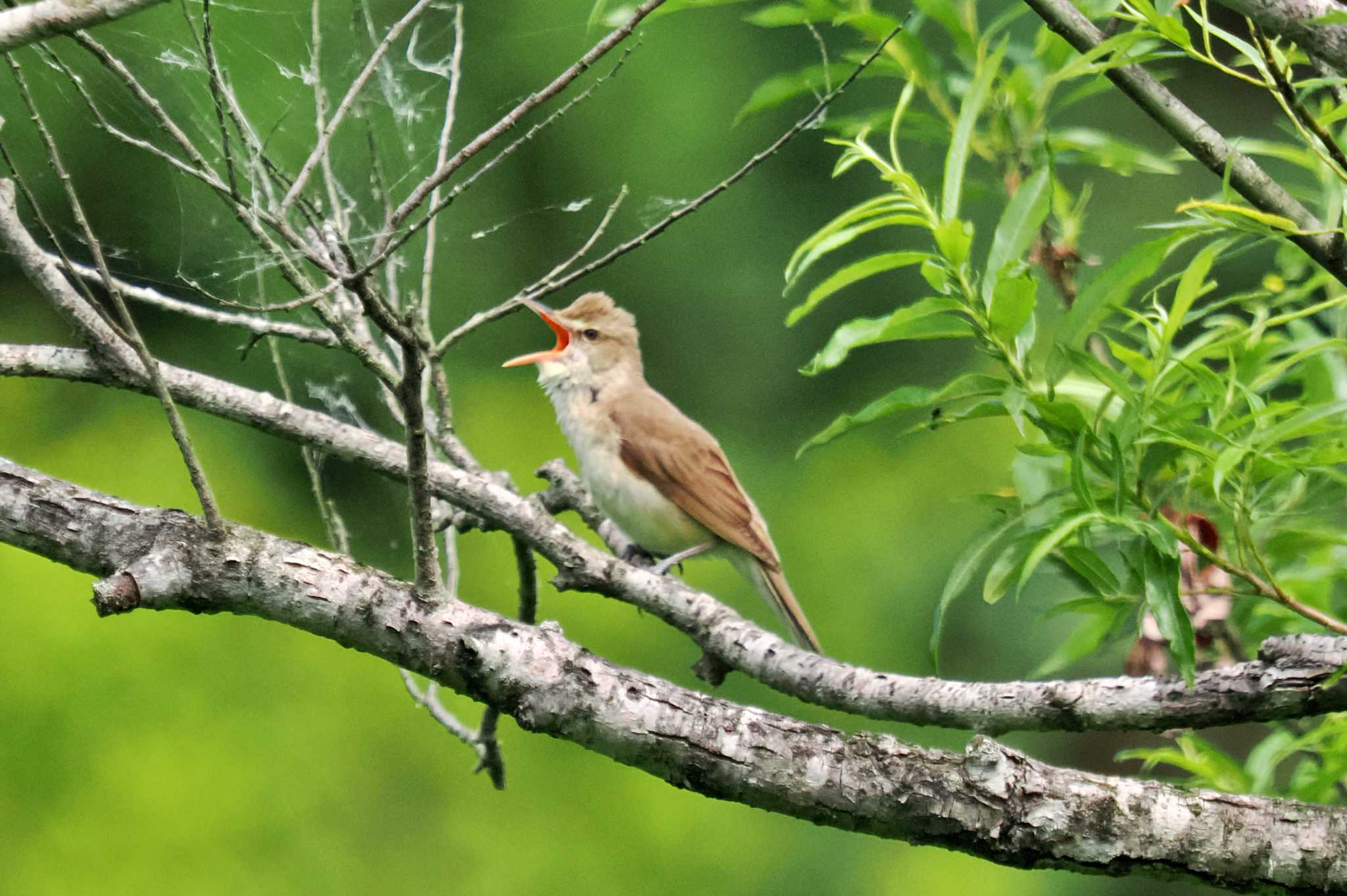 Photo of Oriental Reed Warbler at 御所湖 by 藤原奏冥