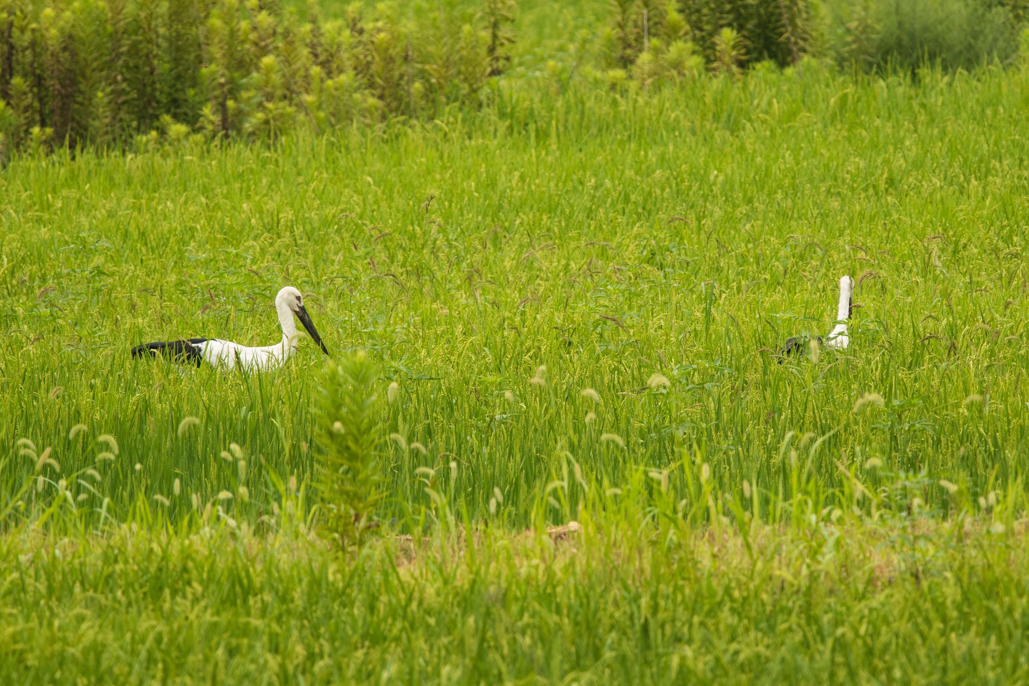  コウノトリの写真 by そむぎ