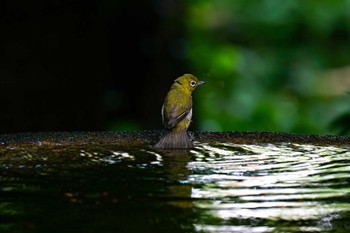 Warbling White-eye 権現山(弘法山公園) Wed, 6/21/2023