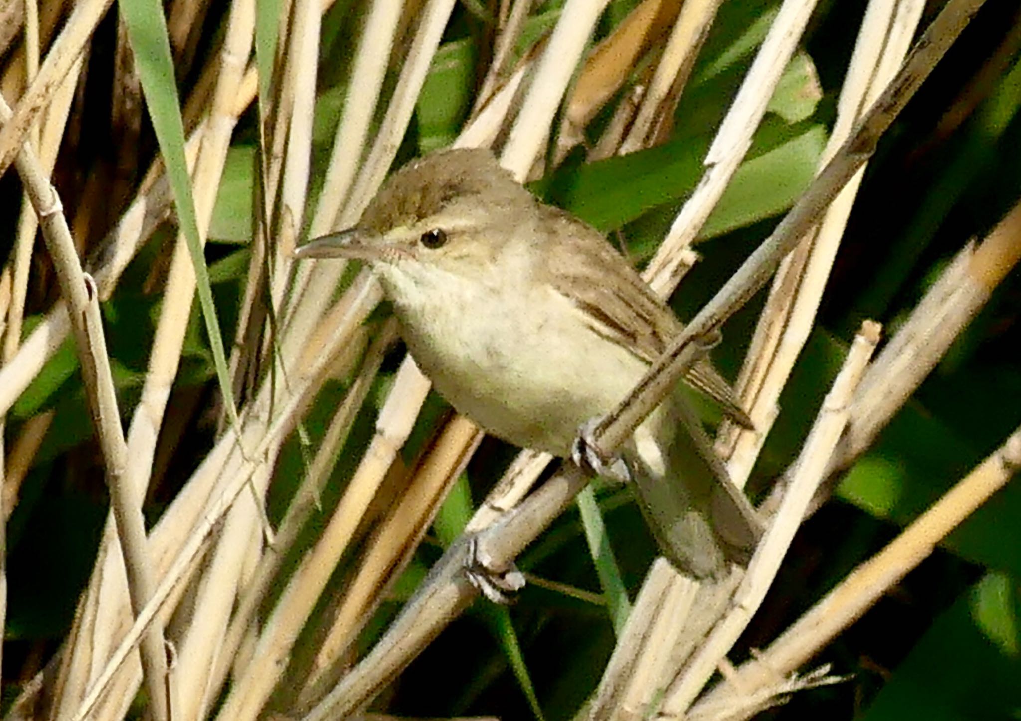 Oriental Reed Warbler