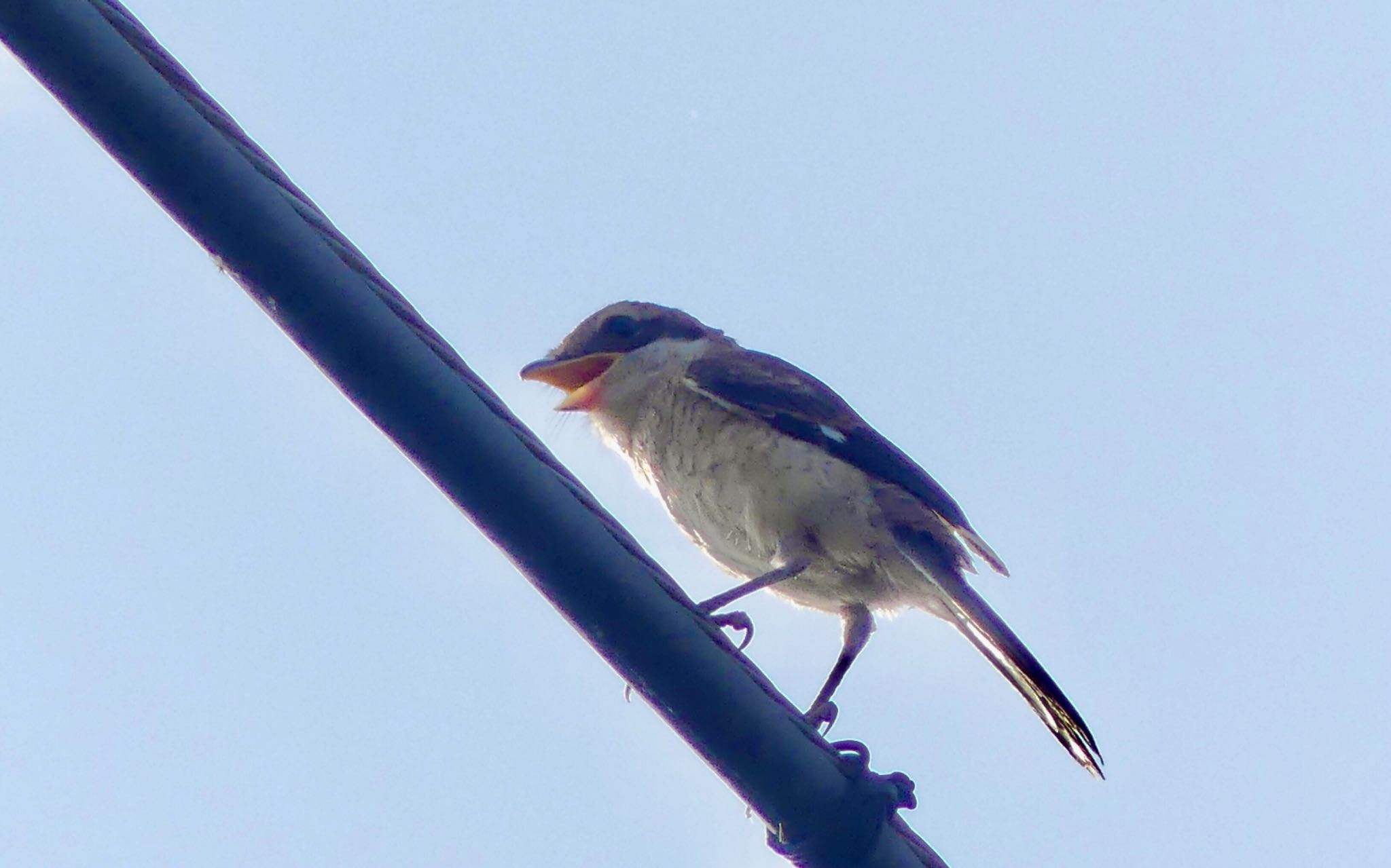 Bull-headed Shrike