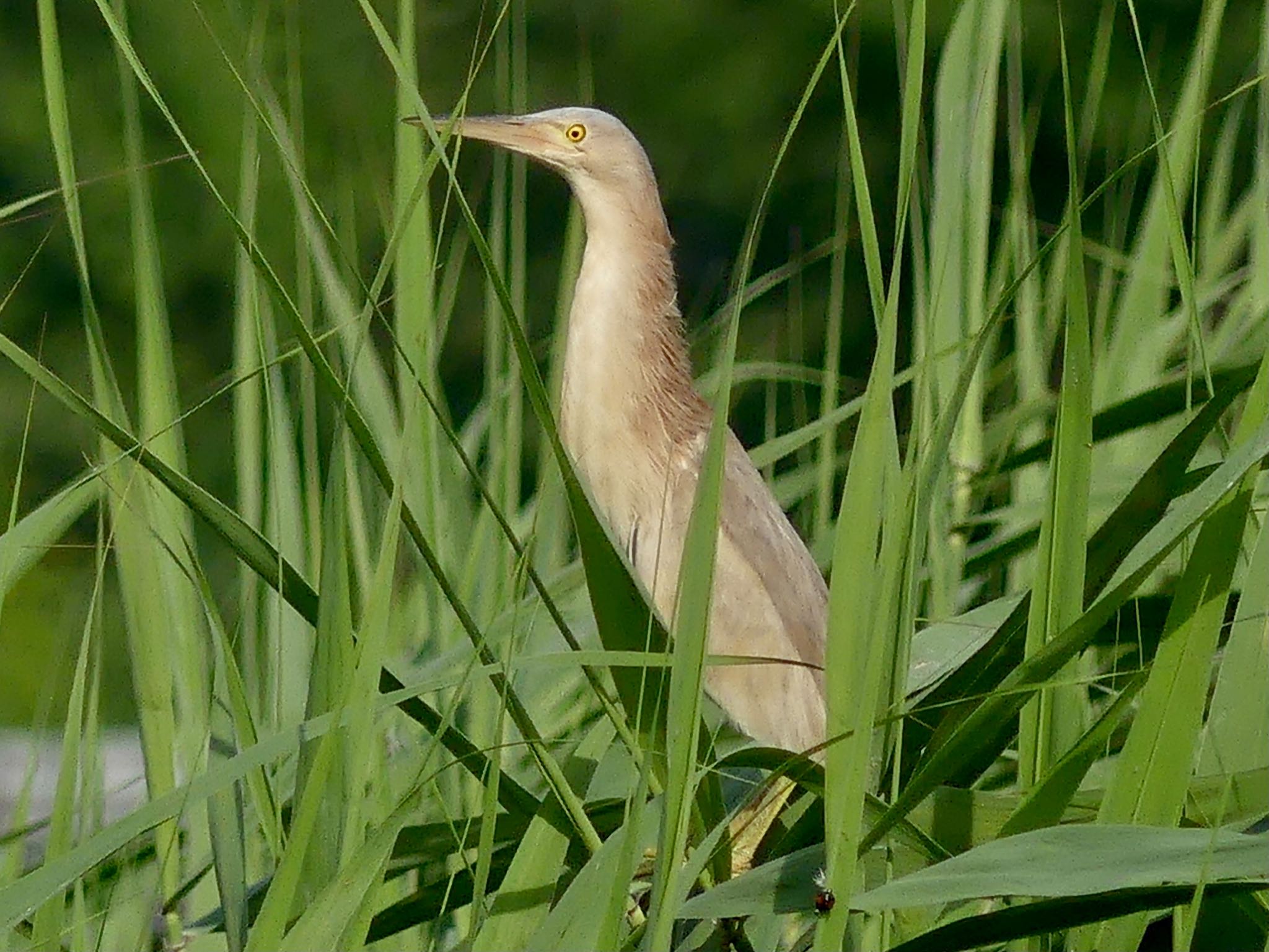 Yellow Bittern