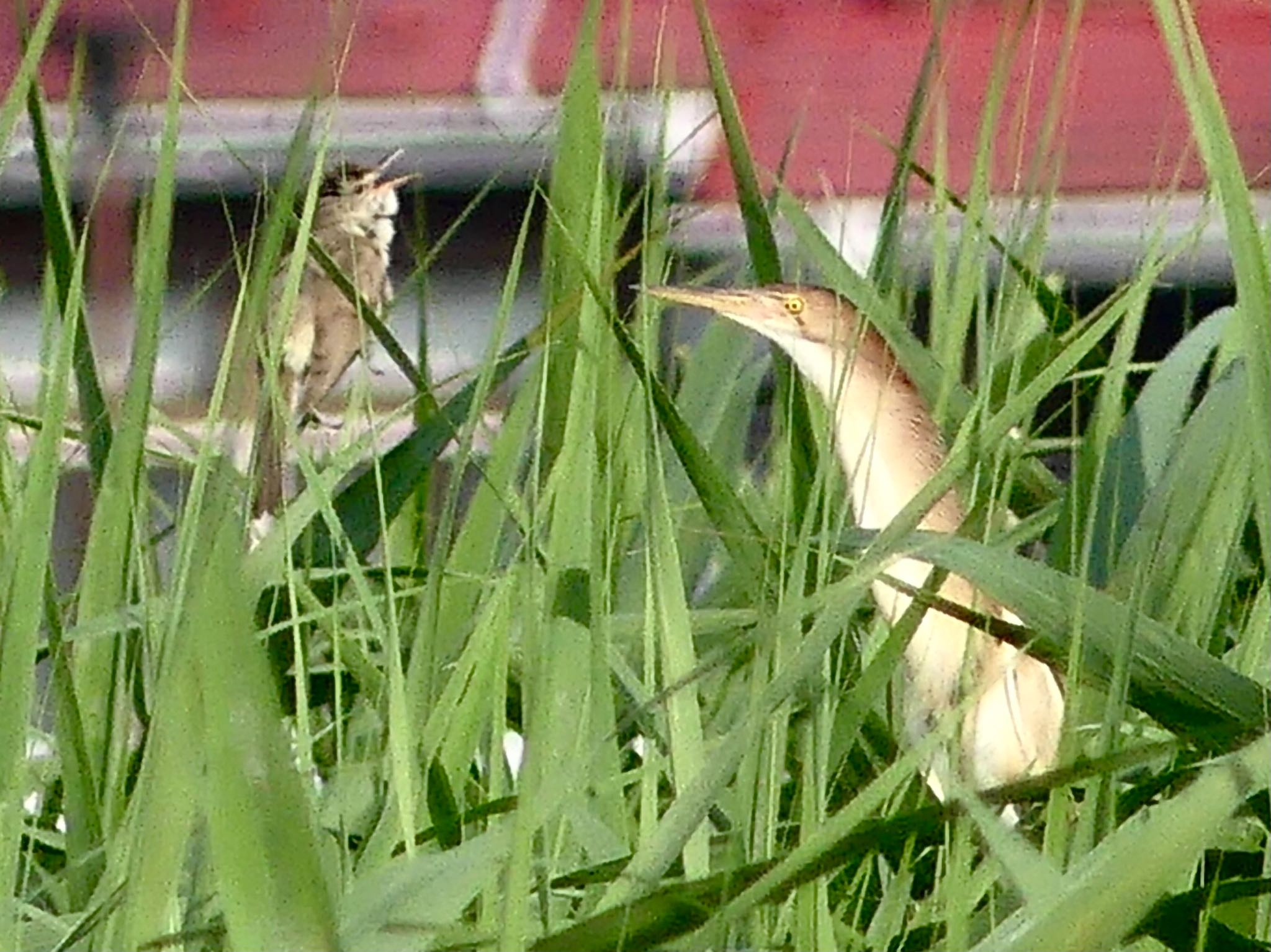 Yellow Bittern