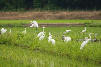 未同定 場所が不明 2018年7月28日(土)