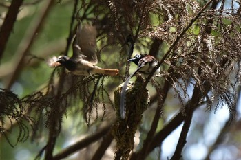 Black Paradise Flycatcher 兵庫県 Tue, 6/20/2023