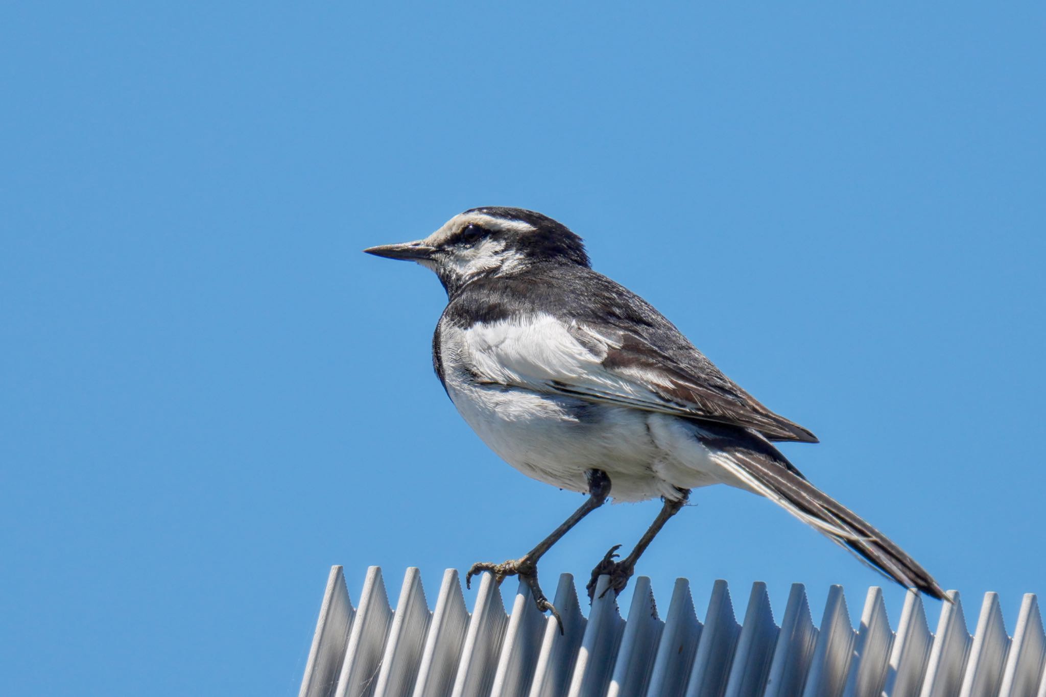 White Wagtail