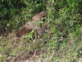 Grey-faced Buzzard 市貝町 Wed, 6/21/2023