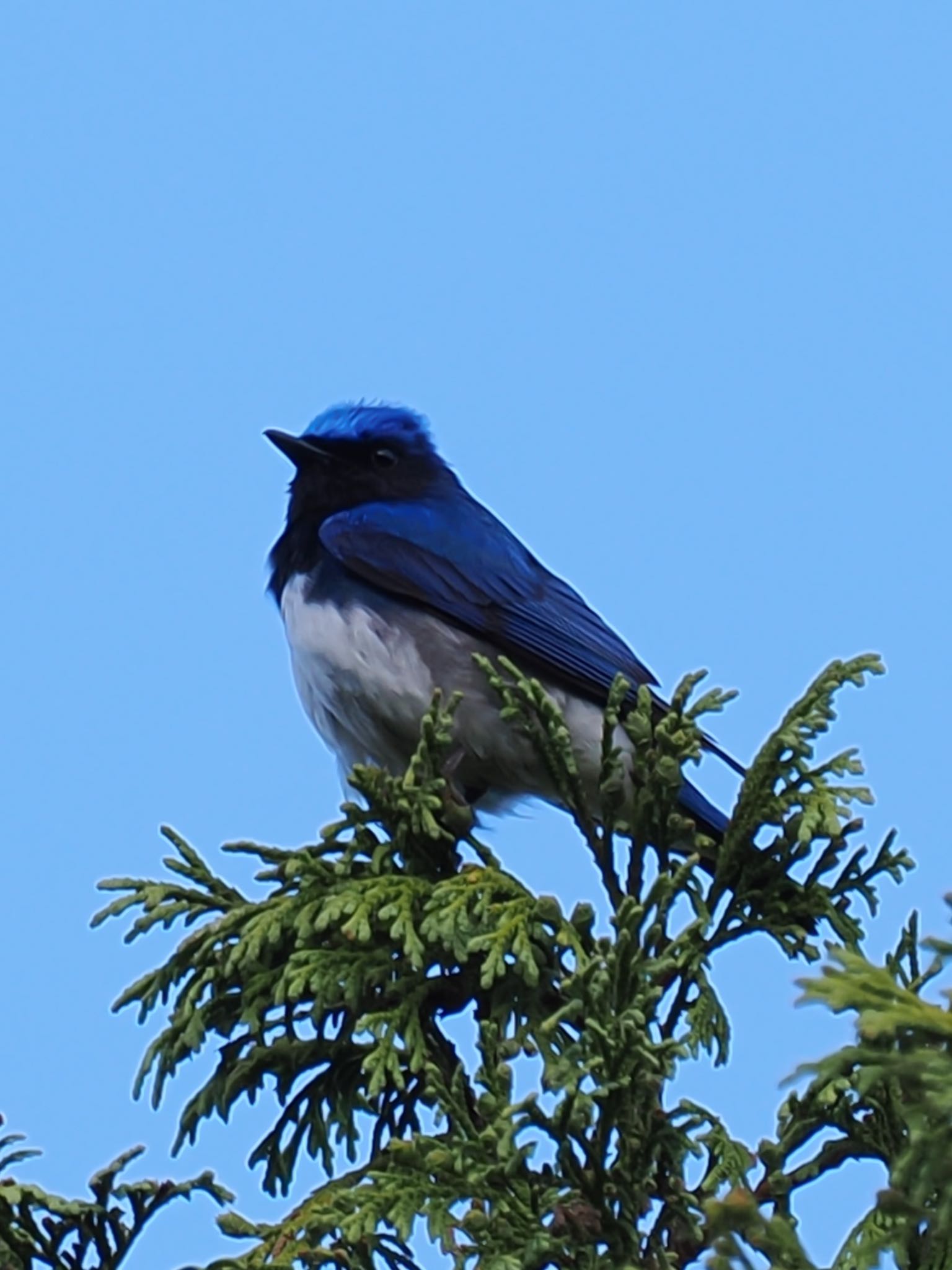 Photo of Blue-and-white Flycatcher at Ozegahara by daffy@お散歩探鳥＆遠征探鳥♪