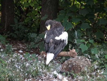 Steller's Sea Eagle Ueno Zoo Mon, 10/24/2022