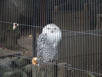 シロフクロウ 上野動物園 2022年10月24日(月)