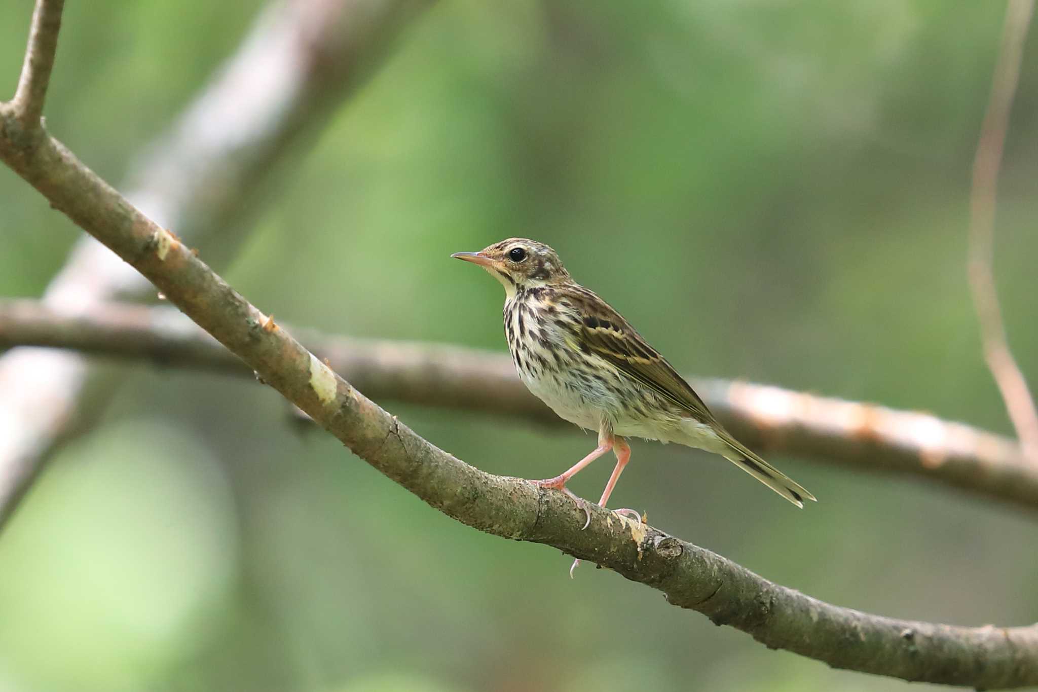 Photo of Olive-backed Pipit at  by ルリバカ