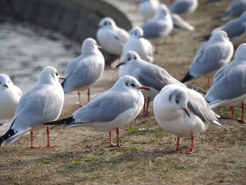 ユリカモメ 天王川公園(愛知県津島市) 2023年1月16日(月)