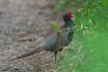 Green Pheasant 清里 Tue, 6/20/2023