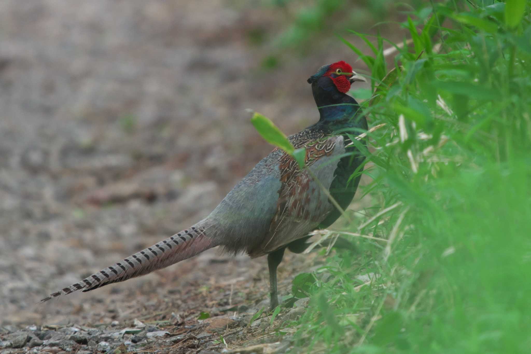 Green Pheasant