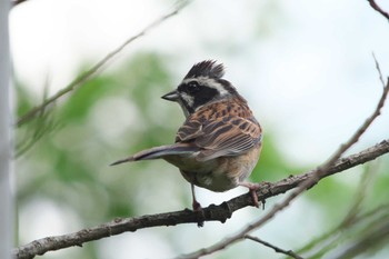 Meadow Bunting 清里 Tue, 6/20/2023