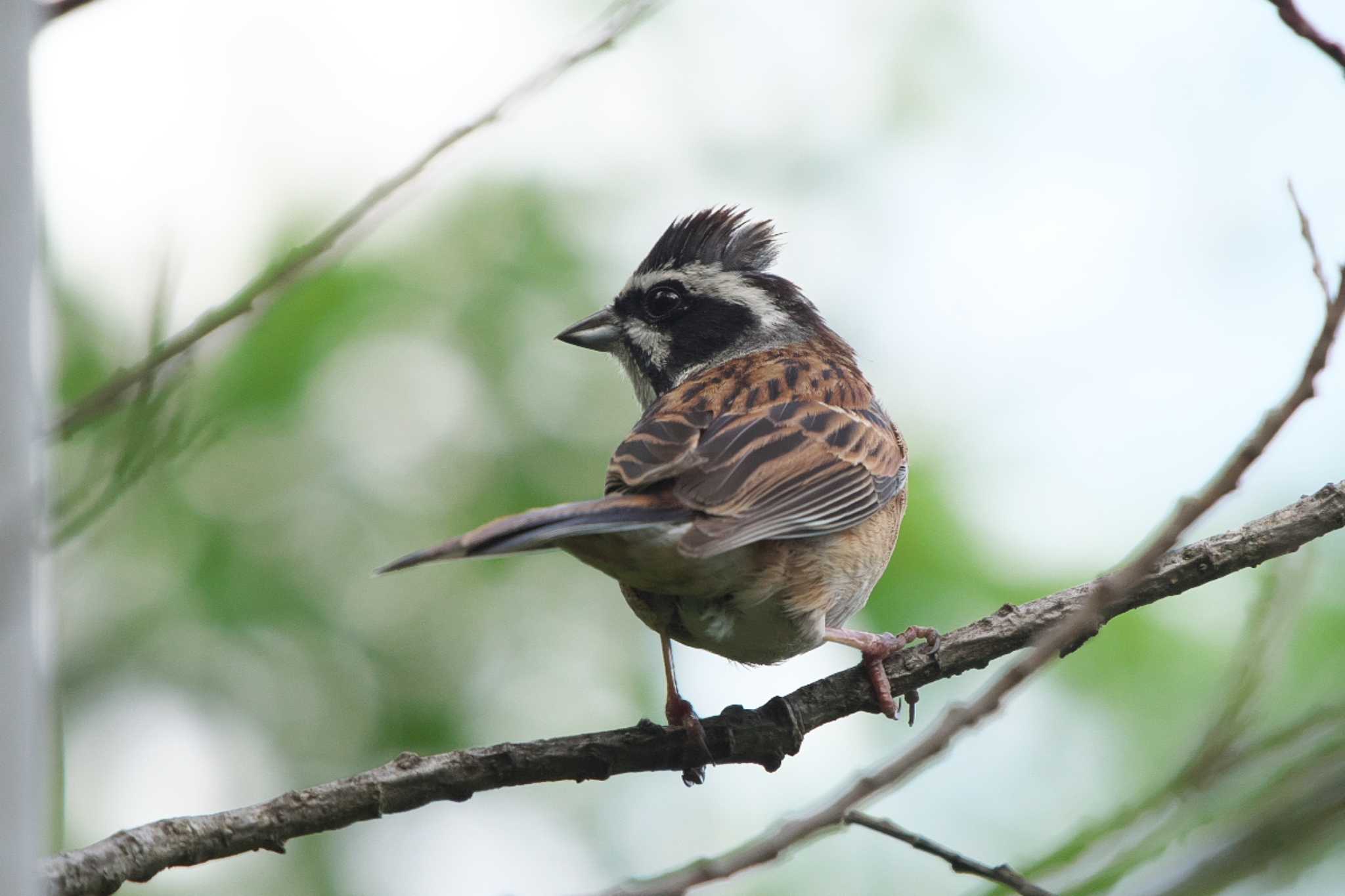 Meadow Bunting