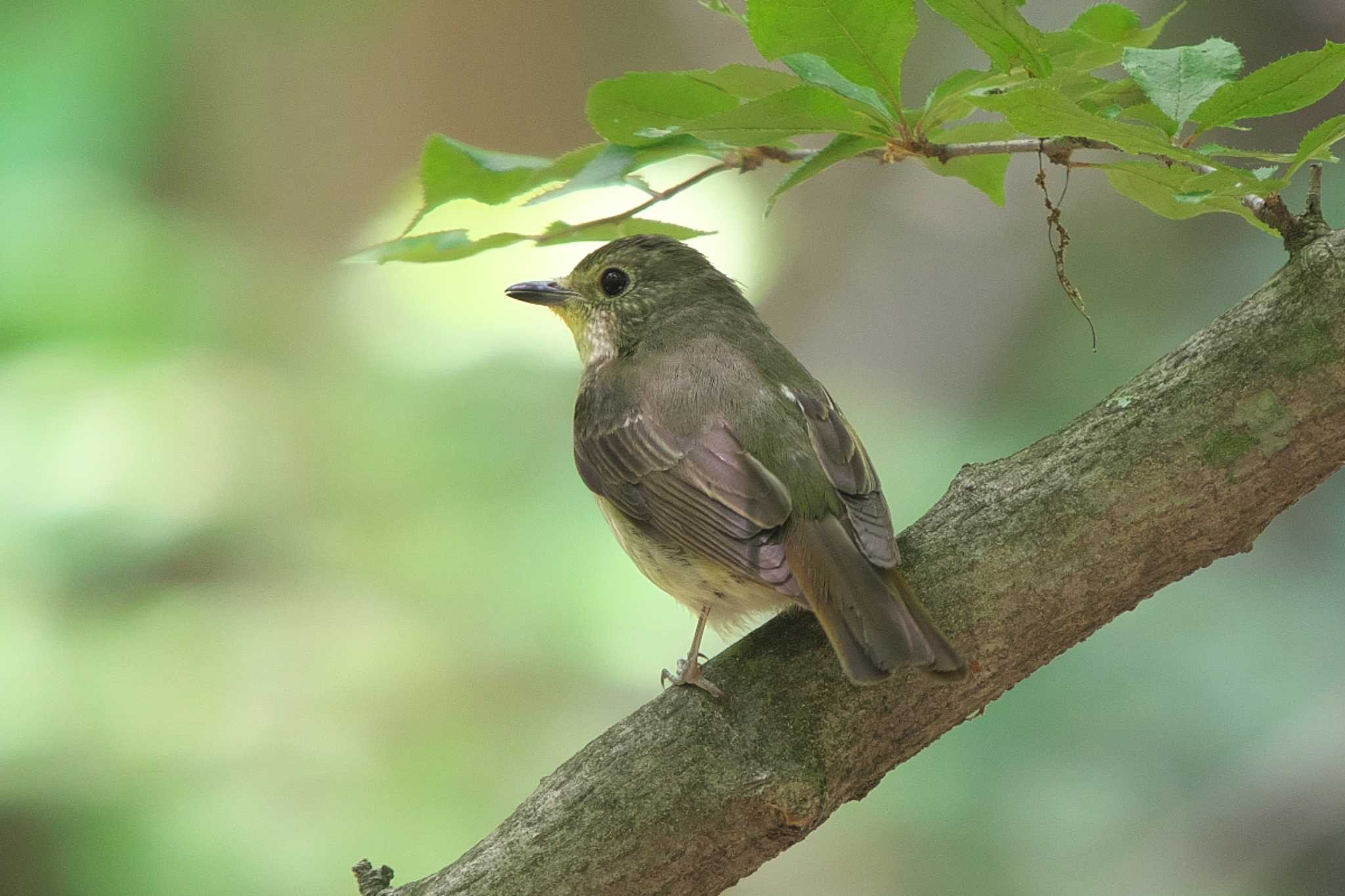 Photo of Narcissus Flycatcher at 清里 by Y. Watanabe