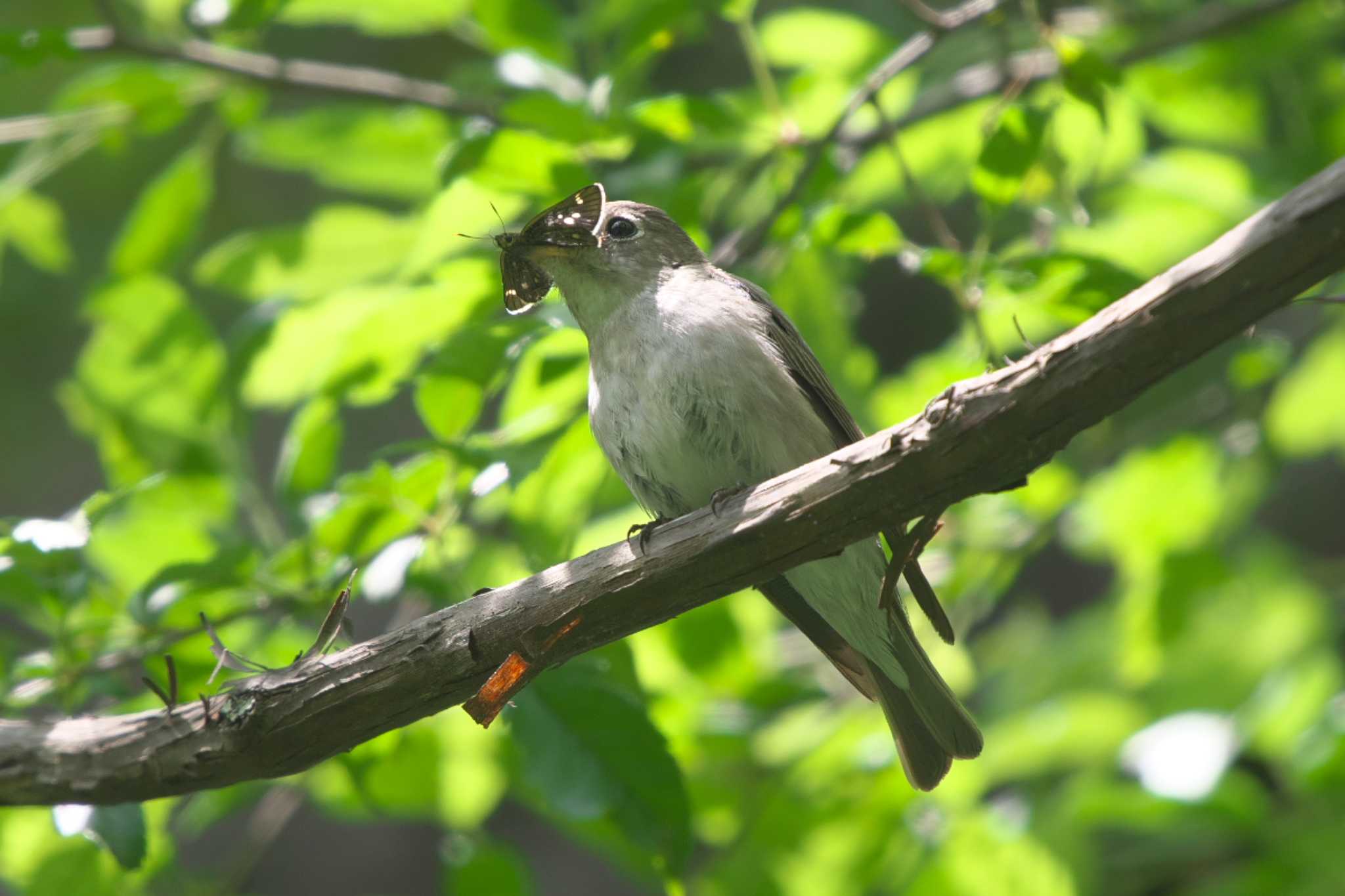 Photo of Asian Brown Flycatcher at 清里 by Y. Watanabe