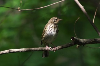 Olive-backed Pipit 清里 Tue, 6/20/2023