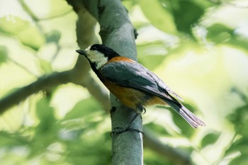 Varied Tit Unknown Spots Mon, 5/1/2023