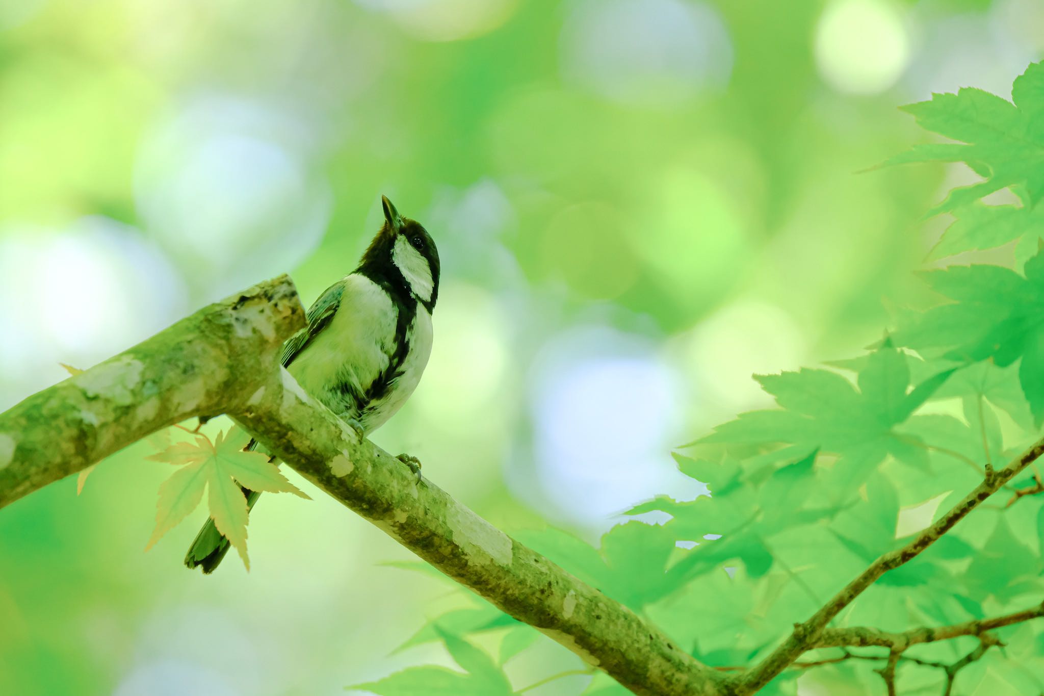 Japanese Tit