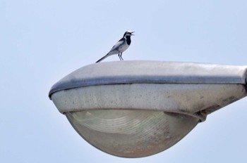 White Wagtail 御所湖 Sun, 6/18/2023