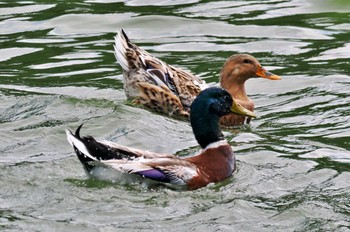 Mallard 高松の池 Sun, 6/18/2023