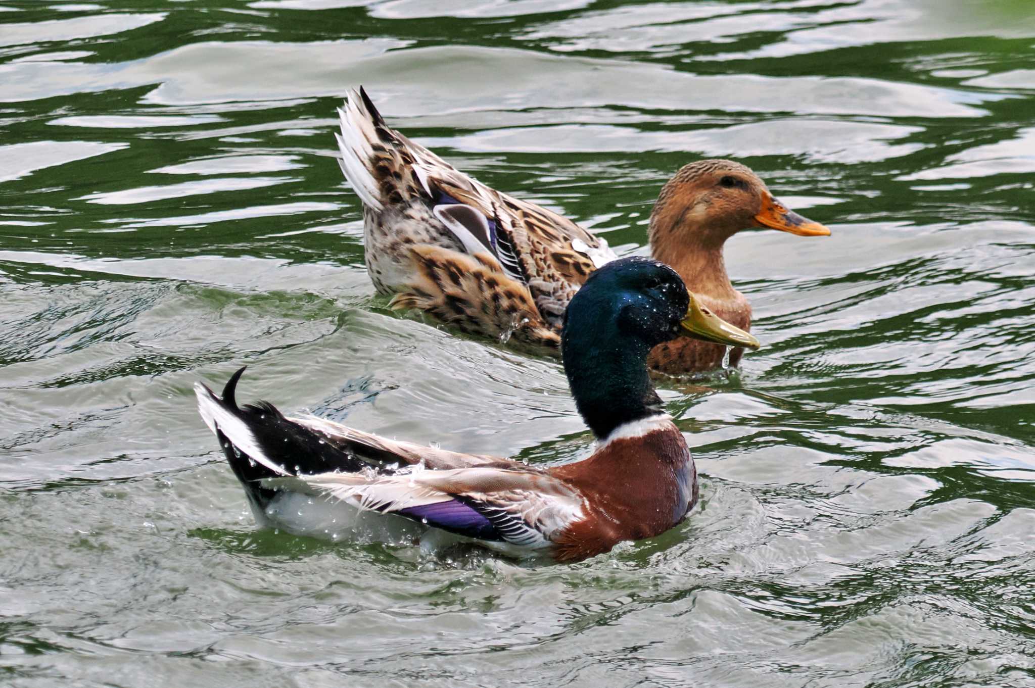 Photo of Mallard at 高松の池 by 藤原奏冥