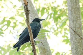 Carrion Crow Miharashi Park(Hakodate) Wed, 6/21/2023