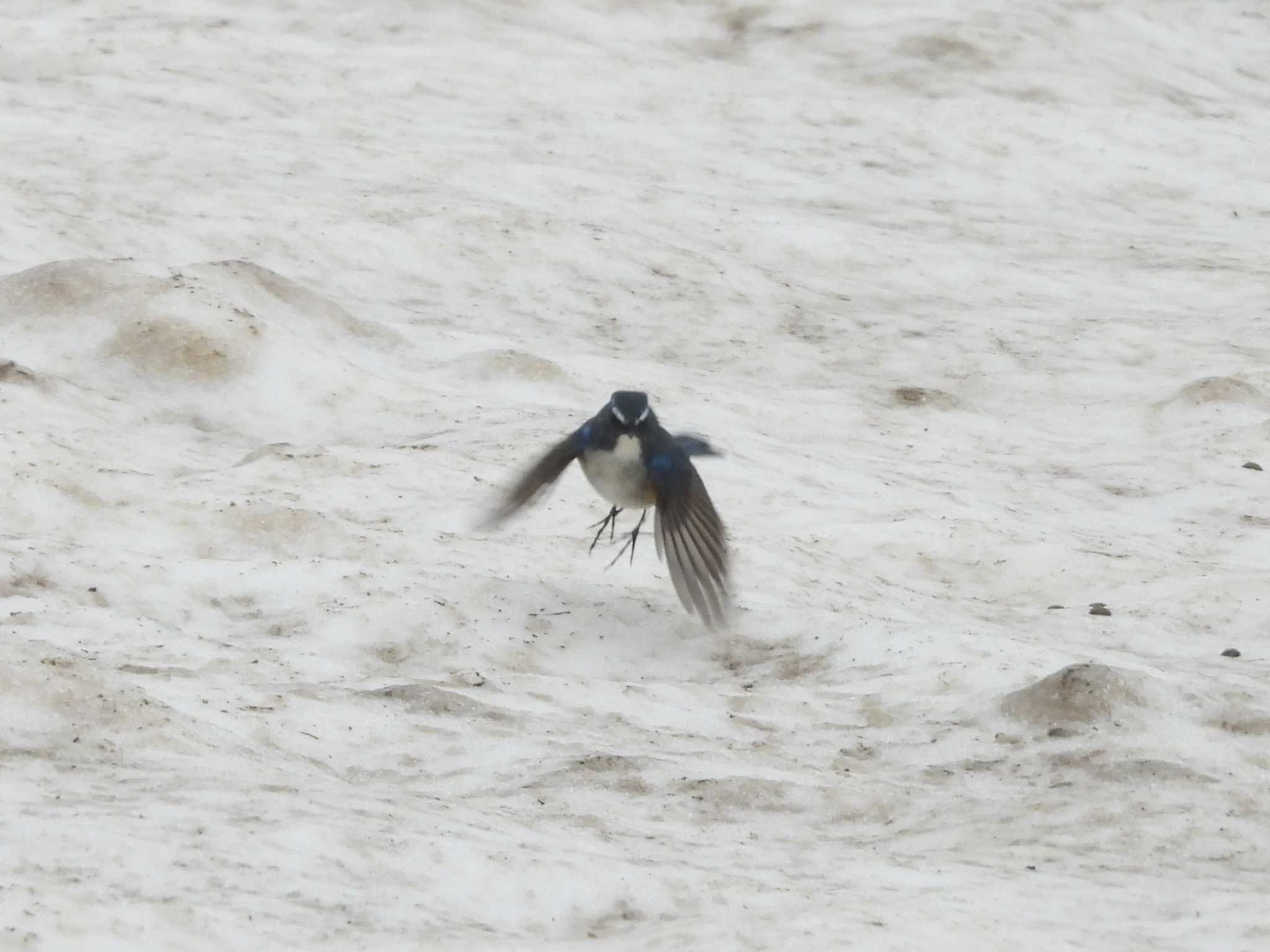 Photo of Red-flanked Bluetail at Asahidake by ゴト