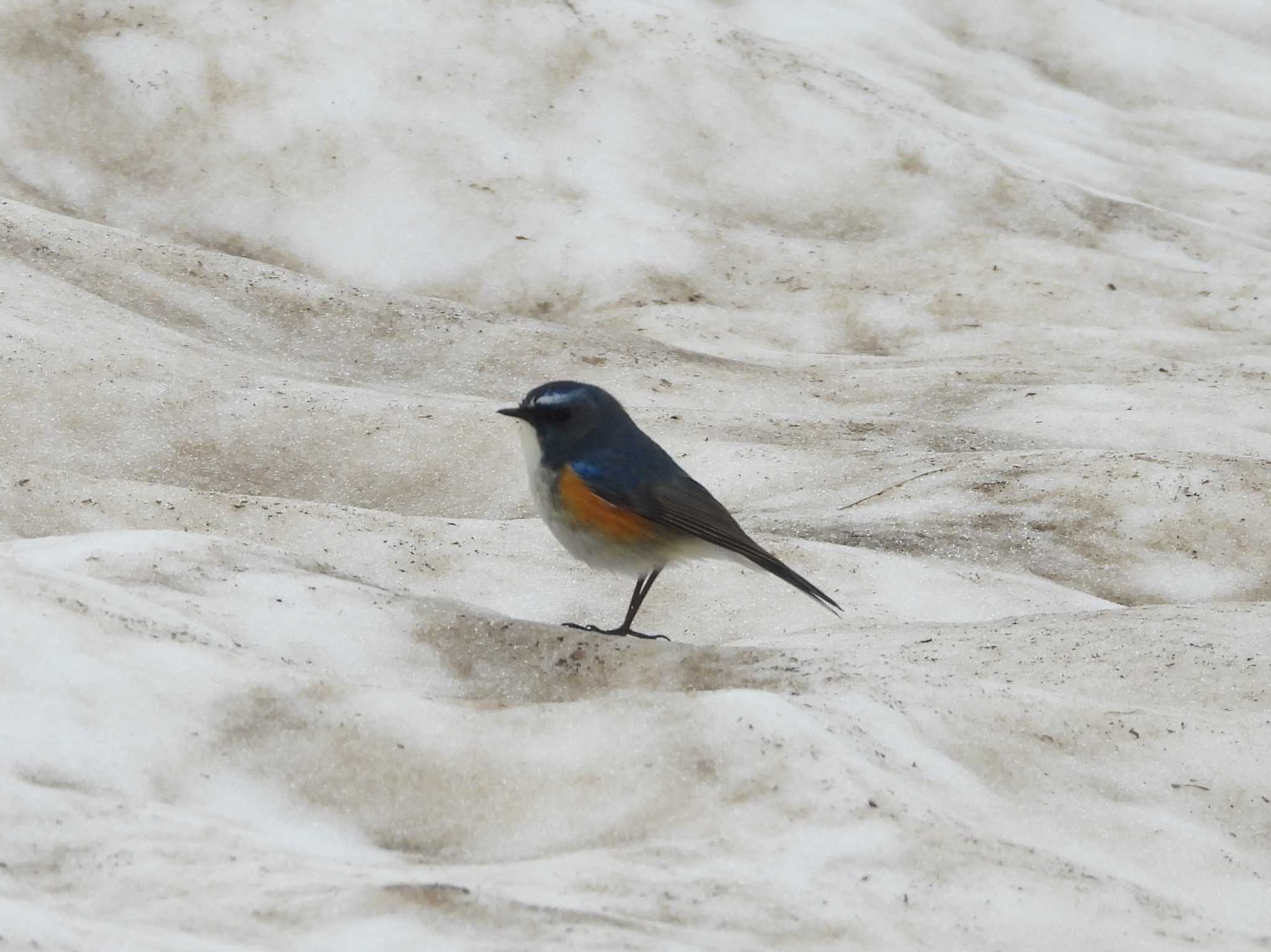 Red-flanked Bluetail