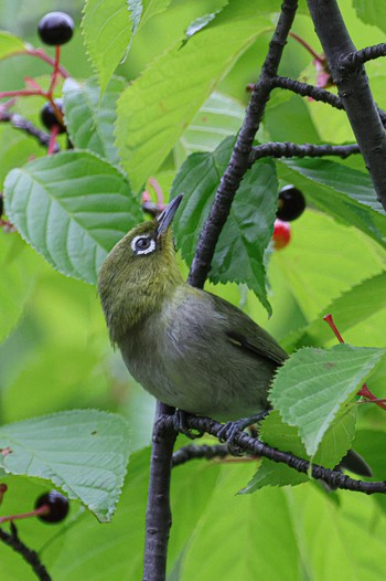 Warbling White-eye 西宮市 広田山公園 Sat, 6/10/2023