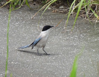 2023年6月21日(水) 境川遊水地公園の野鳥観察記録