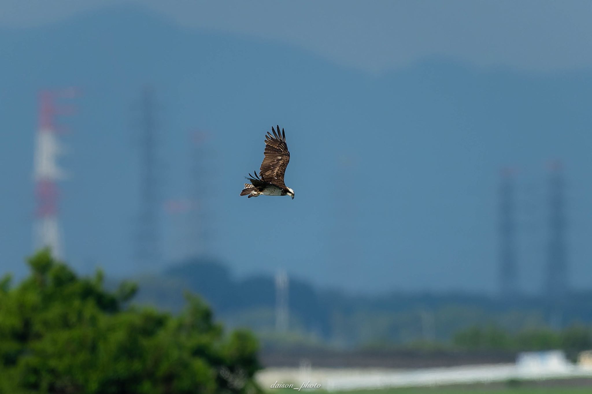 Photo of Osprey at Watarase Yusuichi (Wetland) by Daison