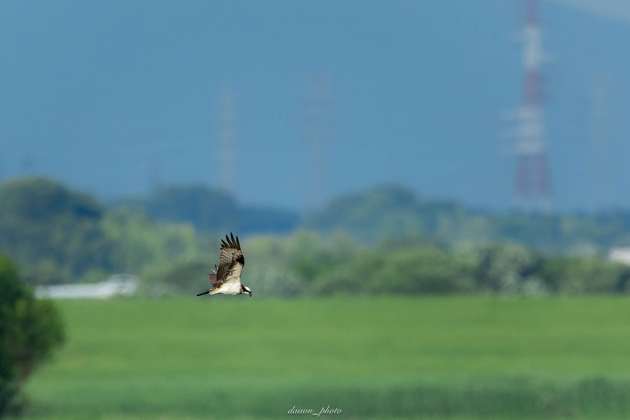 Photo of Osprey at Watarase Yusuichi (Wetland) by Daison