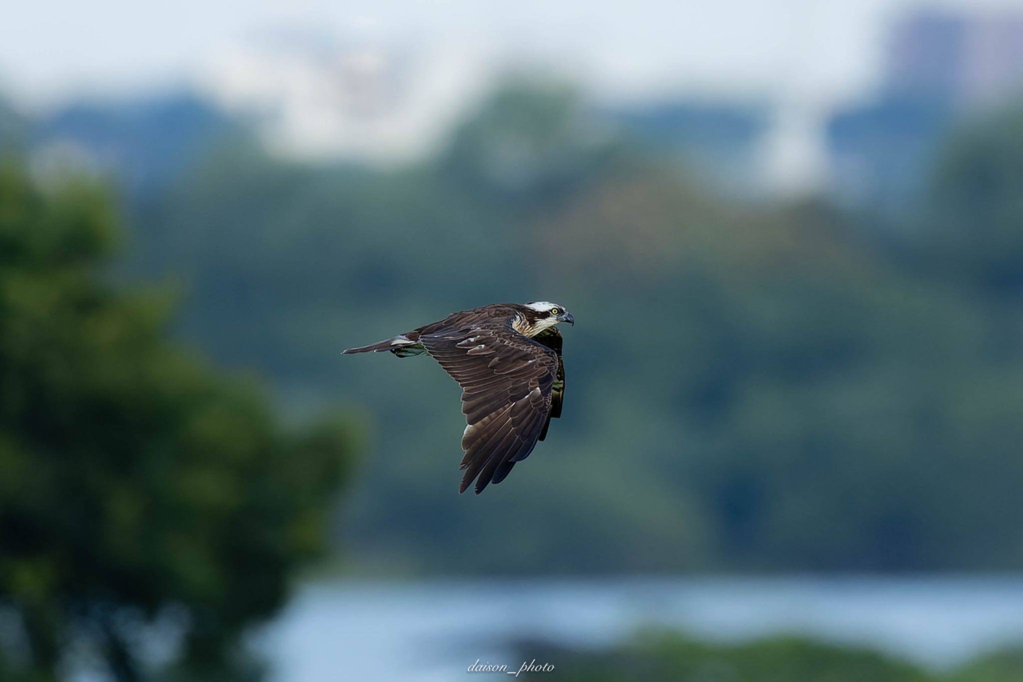 Photo of Osprey at Watarase Yusuichi (Wetland) by Daison