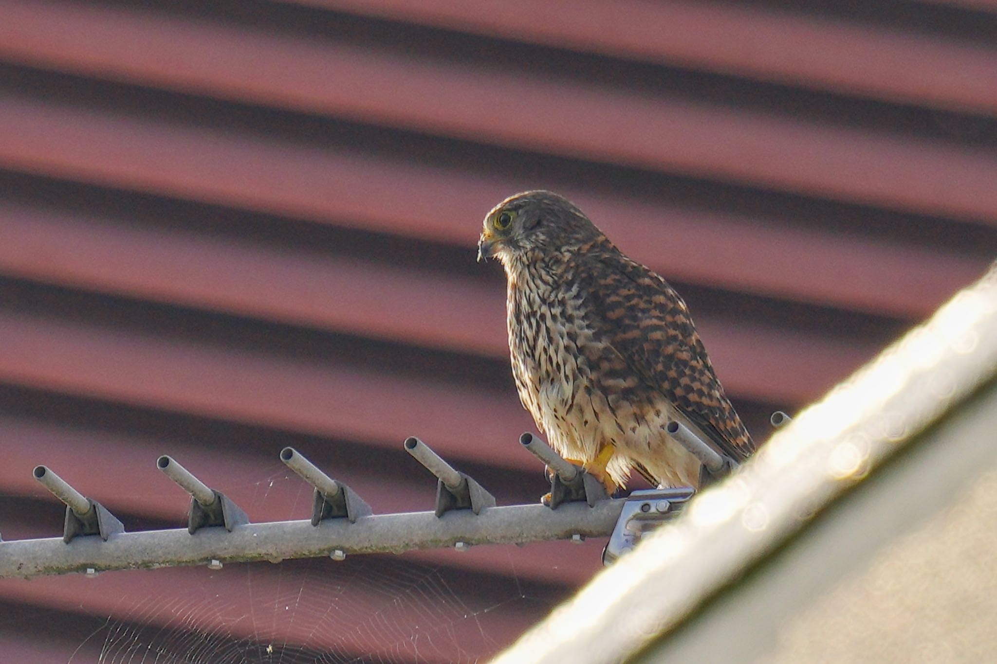 Common Kestrel