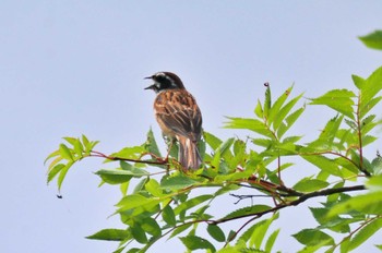 Meadow Bunting 御所湖 Sun, 6/18/2023