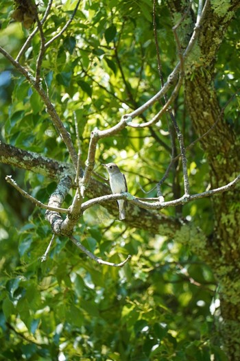 Asian Brown Flycatcher 春日山原始林 Sat, 6/17/2023