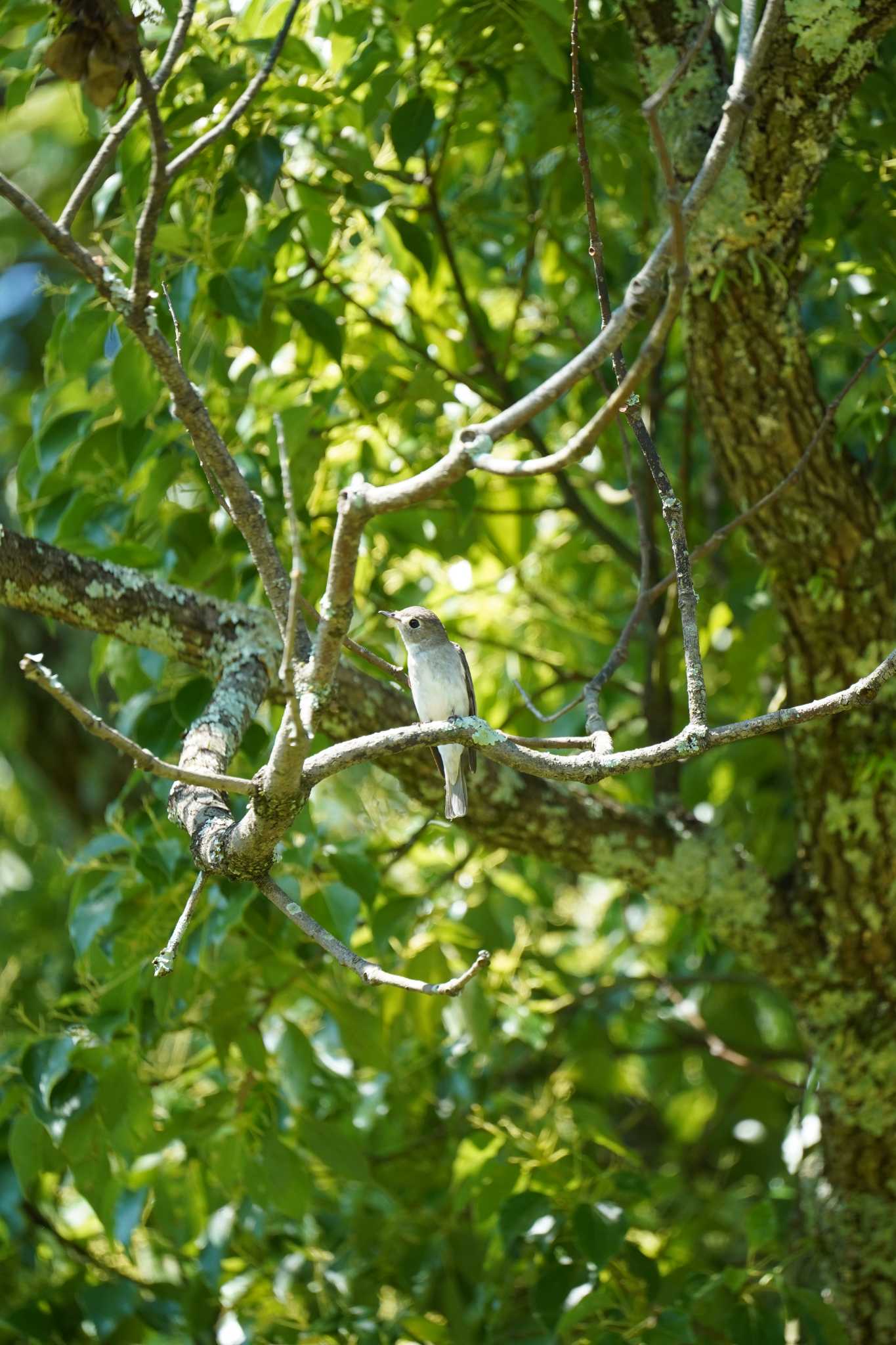 Asian Brown Flycatcher