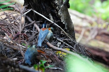 Sat, 6/17/2023 Birding report at 春日山原始林