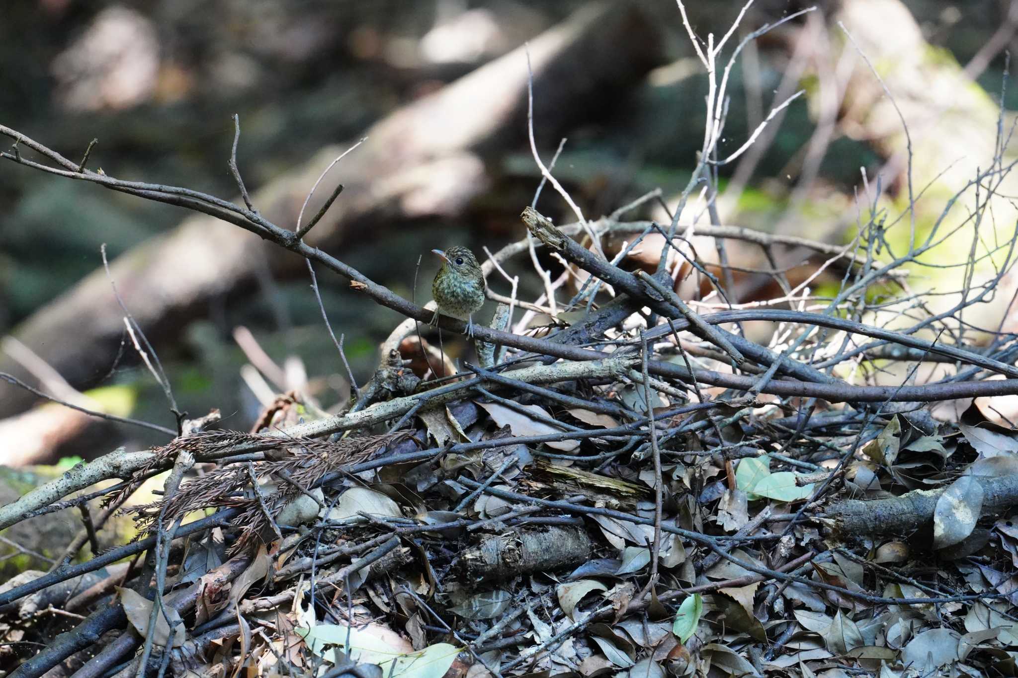 Photo of Narcissus Flycatcher at 春日山原始林 by mmm