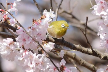 メジロ 場所が不明 2023年3月16日(木)